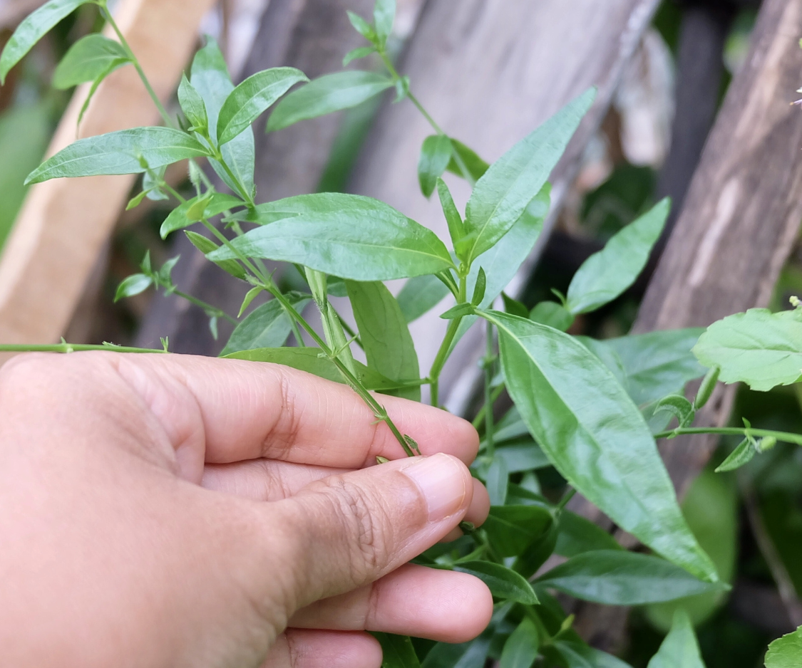 Produits à base d’Andrographis Paniculata - Chirette verte - Elixanatur