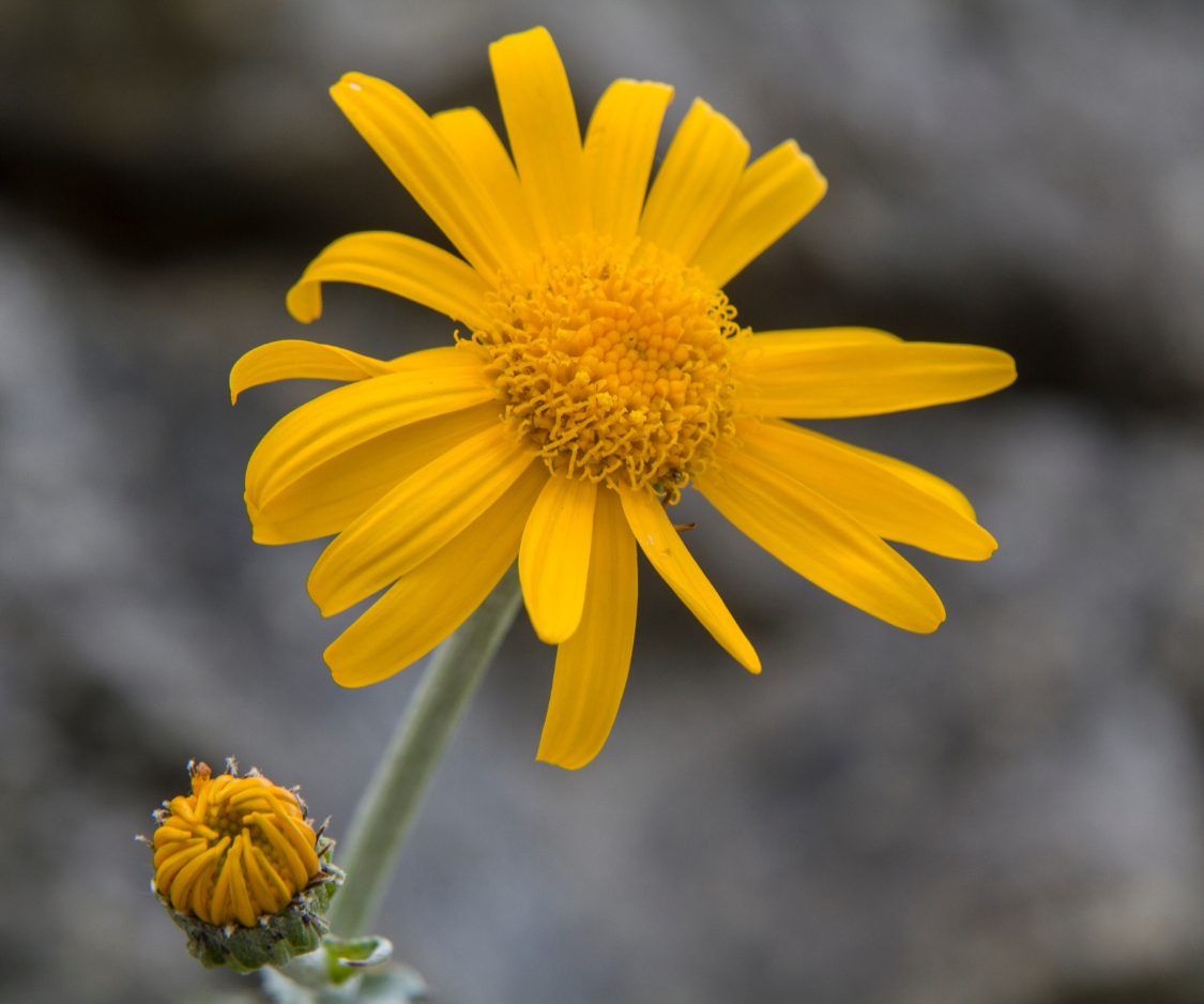 Produits à base d’Arnica - Elixanatur